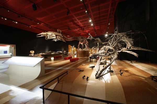 化石展示室