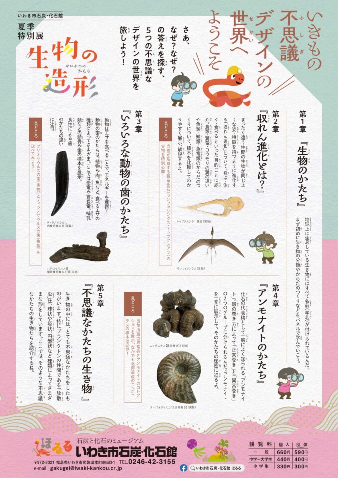 生物の造形裏面